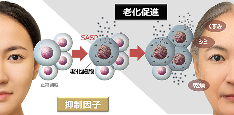 老化細胞のSASPを抑制し肌の老化を制御する（イメージ図）