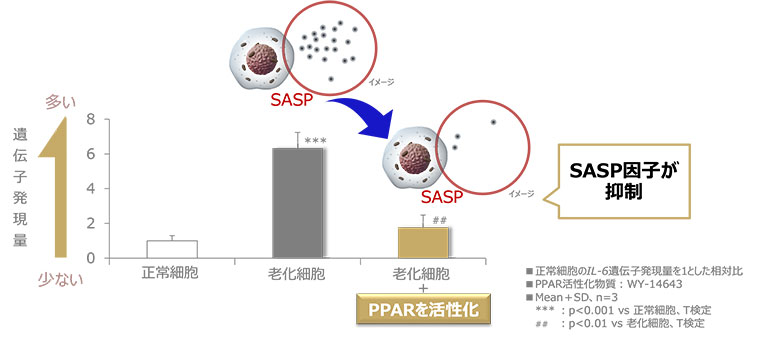 図1 PPARの活性化により老化細胞におけるSASP因子の上昇が抑制される