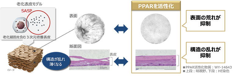 図2 PPARの活性化により老化細胞が引き起こす表皮変化が抑制される
